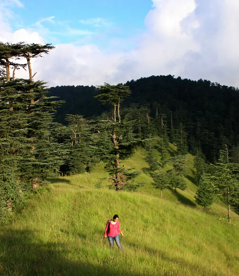 Stay with us and we'll take you on enchanting forest walk experiences around Naldehra
